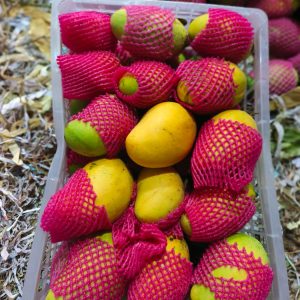 বারি ১১ আম (৬ কেজি)